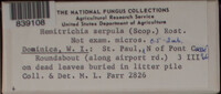 Hemitrichia serpula image